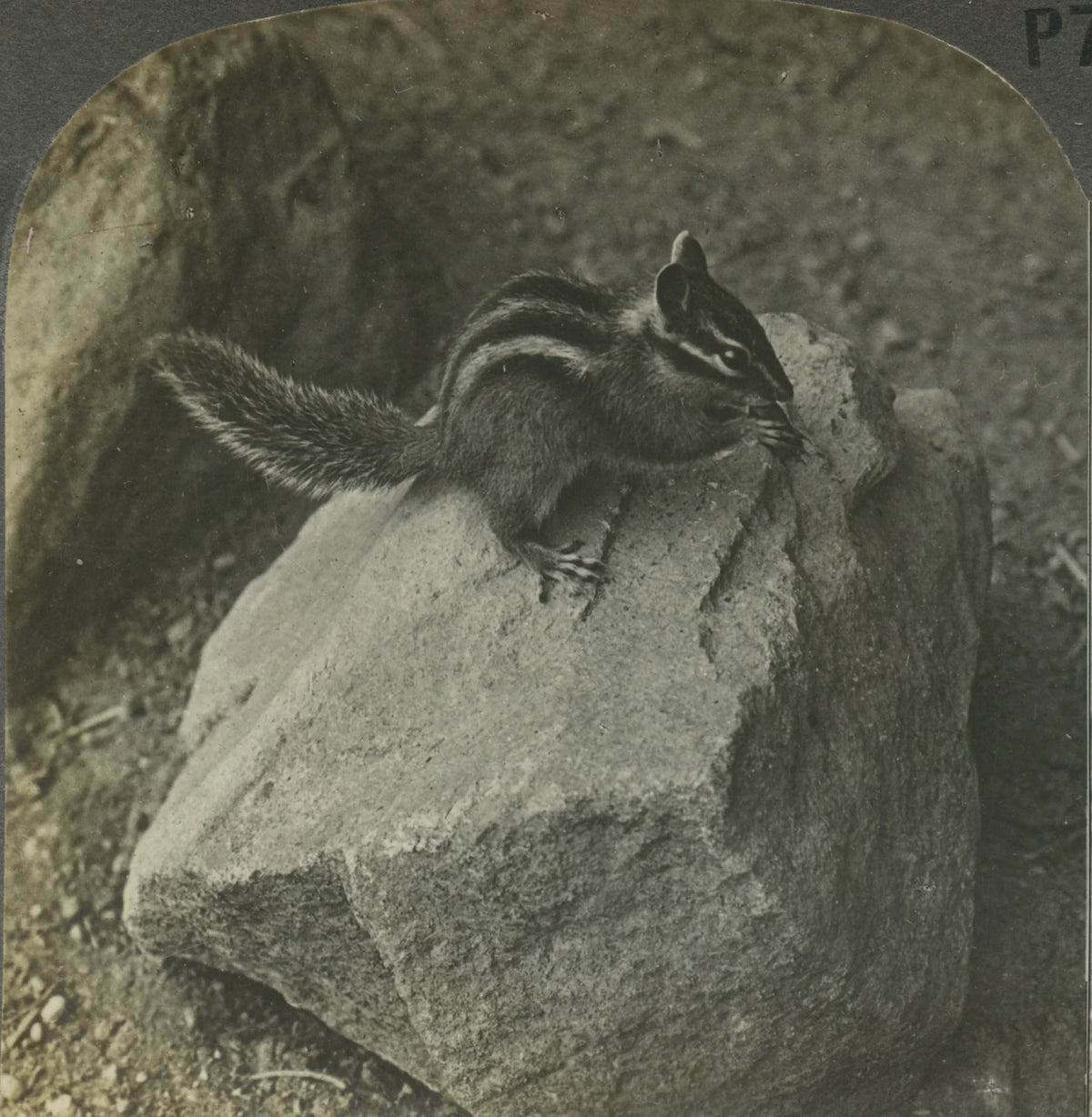 WILDLIFE/NATURE, CHIPMUNK IN NATURAL HABITAT, VINT PHOTO