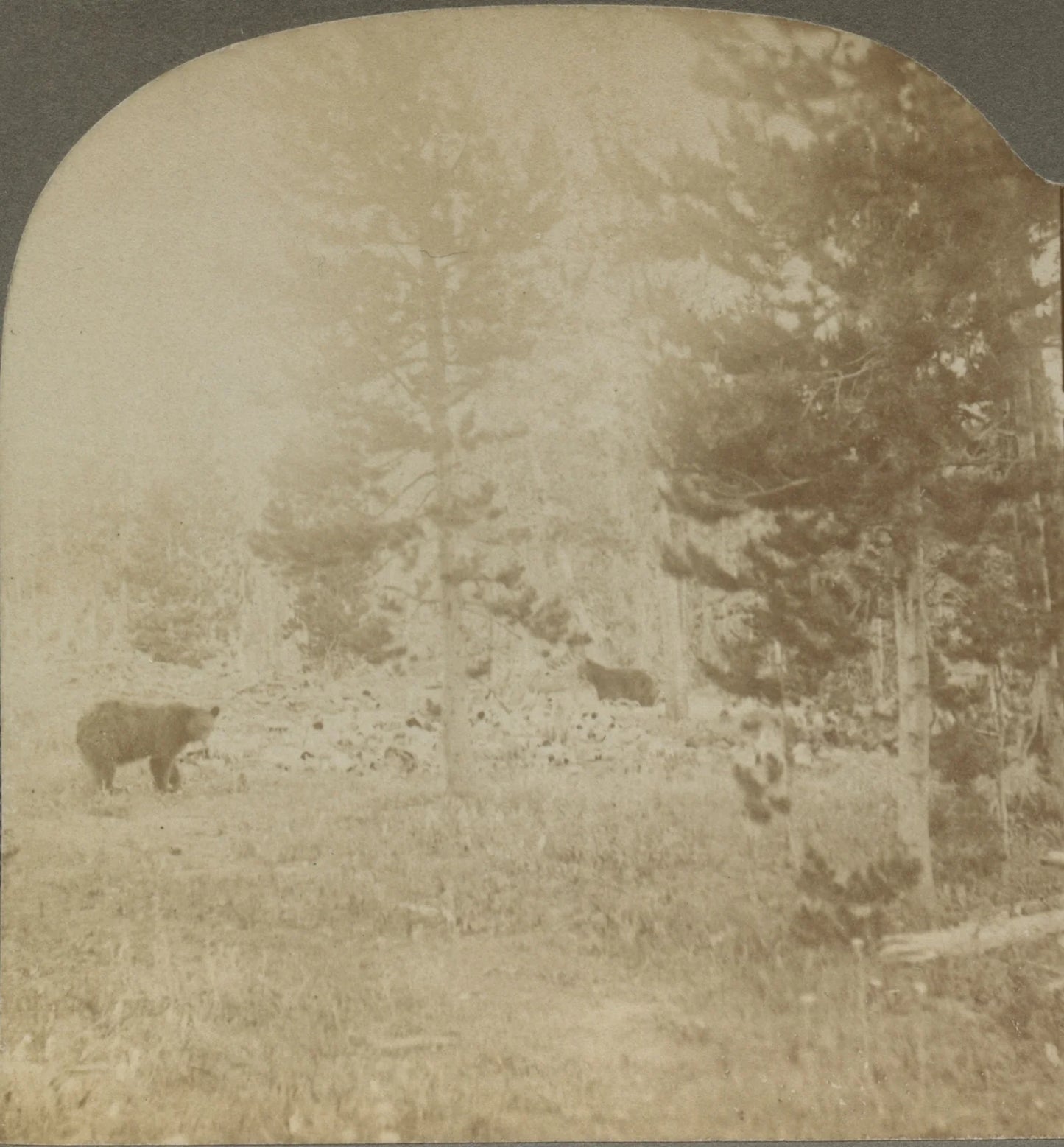WILDLIFE/ANIMALS, BEARS IN NATURAL HABITAT, VINT PHOTO