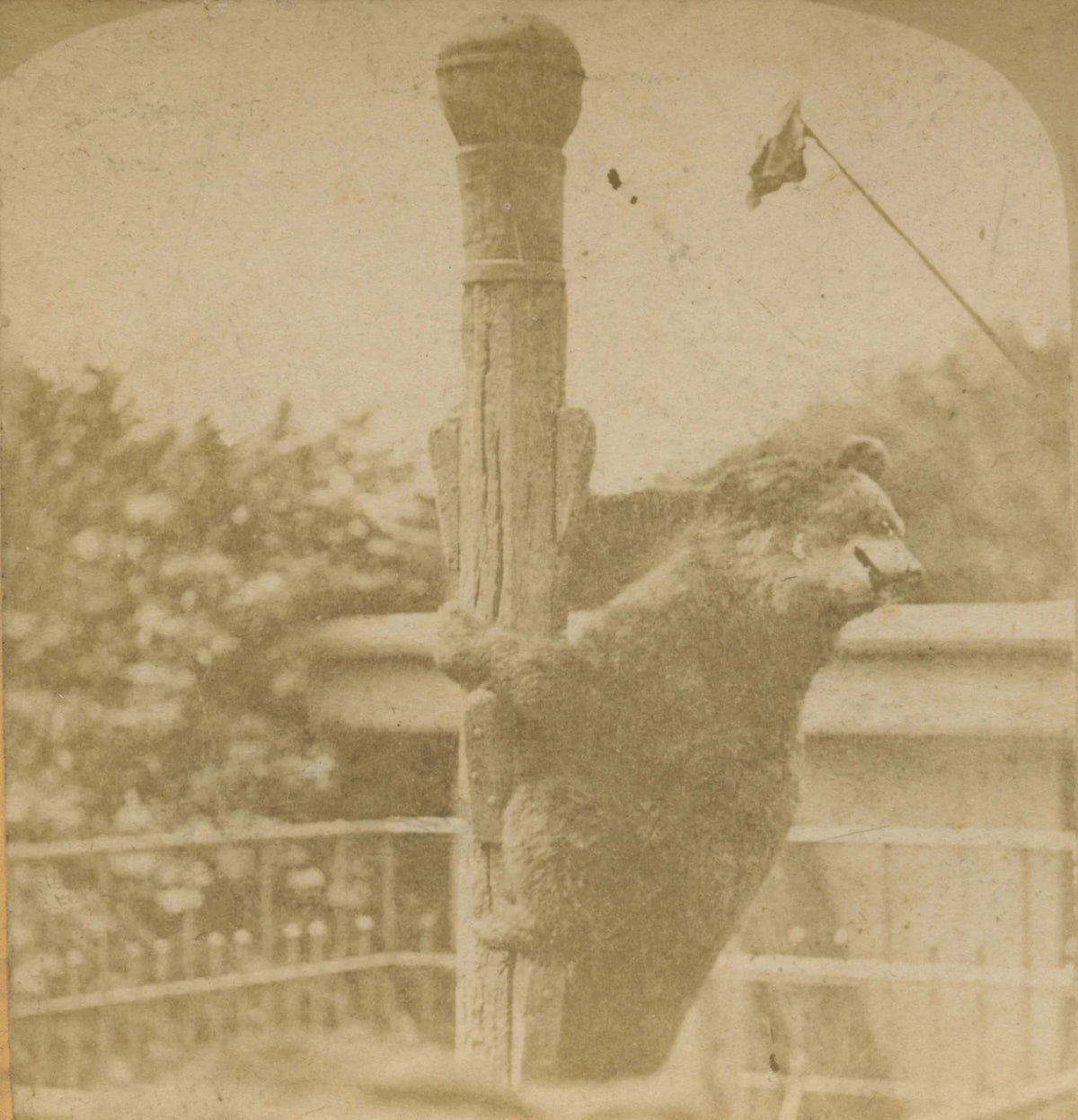 WILDLIFE/ANIMALS, BEAR, VINT PHOTO