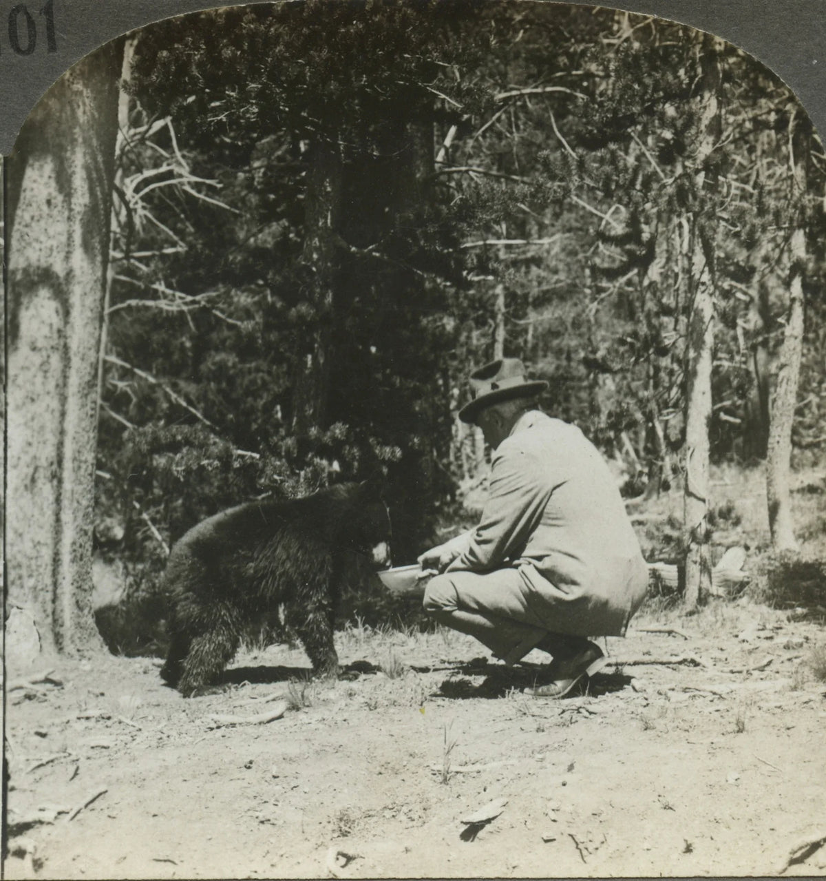 WILDLIFE/ANIMALS, SMALL BEAR IN NATURAL HABITAT, VINT PHOTO