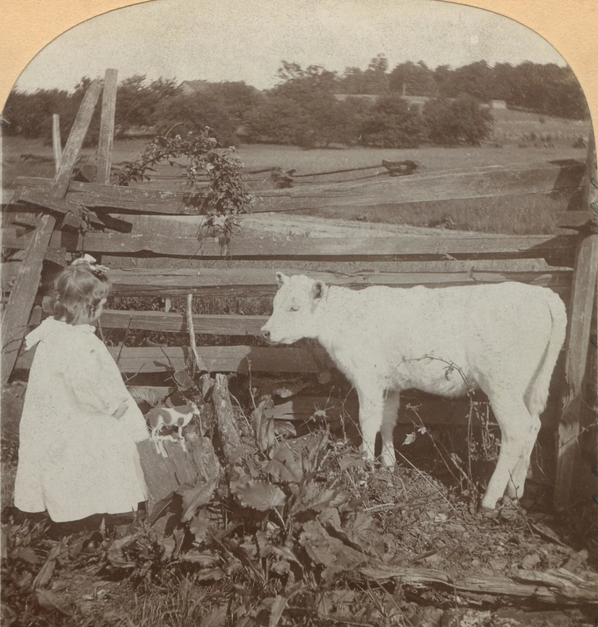 GIRL W/ TOY + FAMILY CALF COW ON FARM, VINT PHOTO