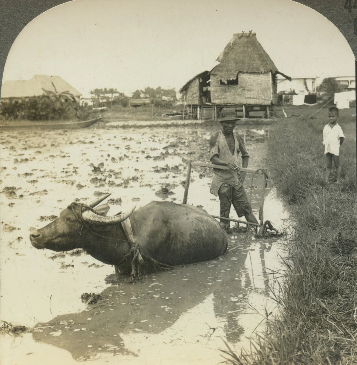 WILDLIFE/ANIMALS, FARMING, WATER BUFFALO, VINT PHOTO