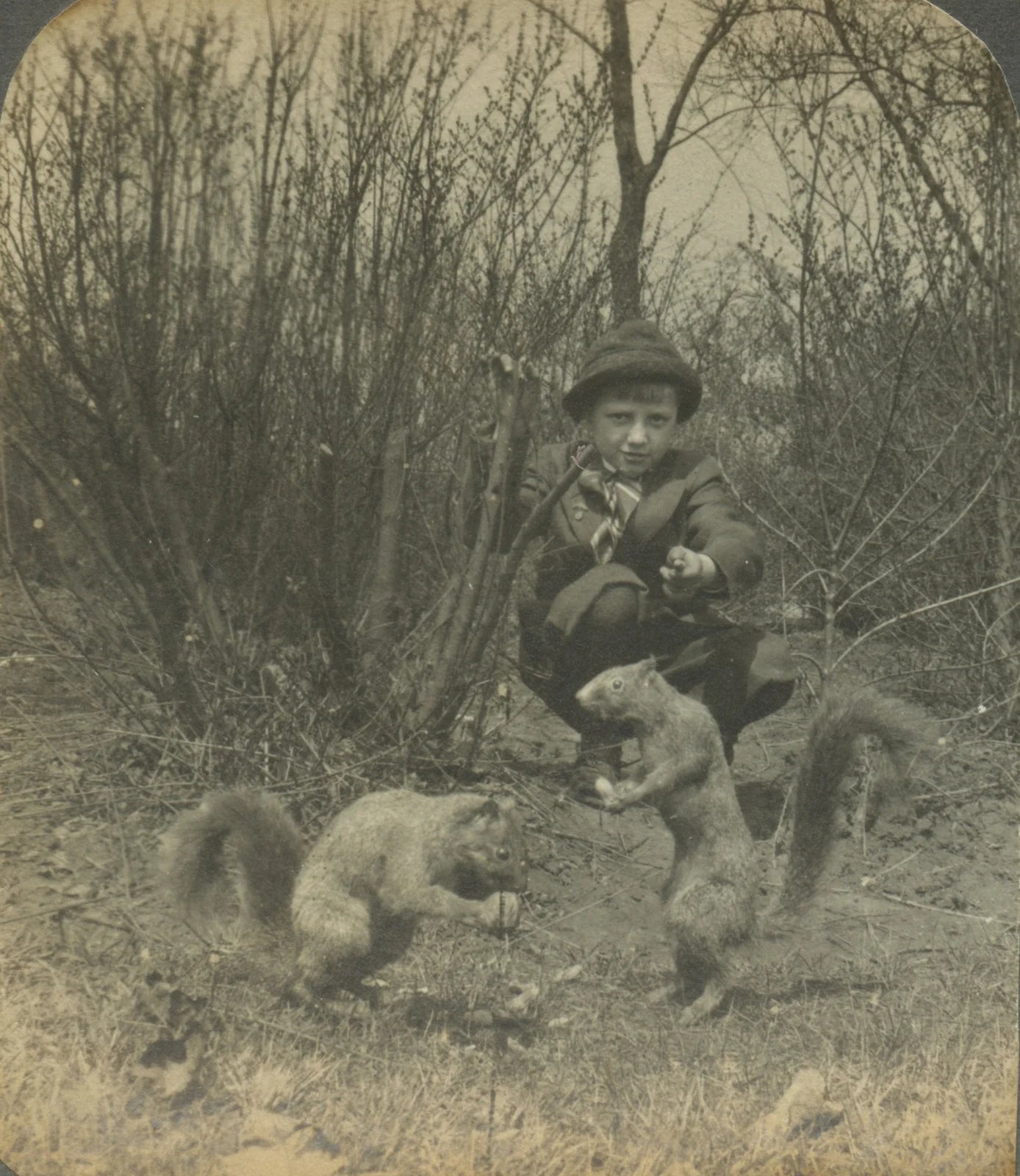 WILDLIFE/NATURE, SQUIRRELS IN NATURAL HABITAT, VINT PHOTO