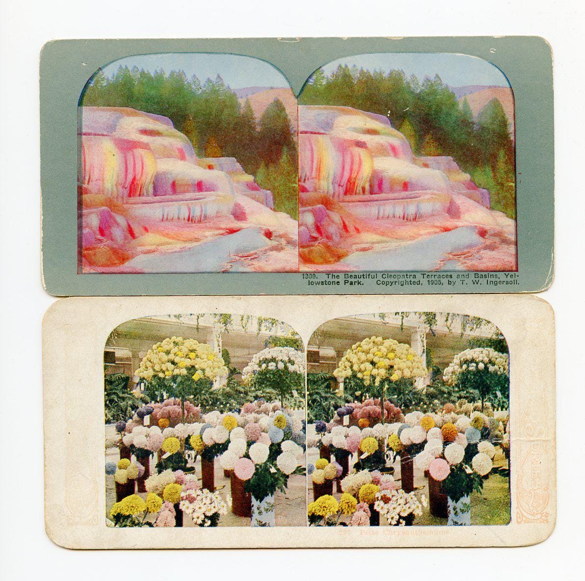 Antique Stereoviews Lot of Five, Yellowstone, Worlds Fair, Flowers
