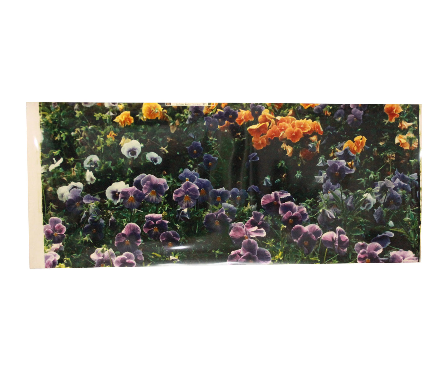 1989 Eastman Kodak Promotional Vinyl Poster Flower Bed 20.5x49.5 Inches