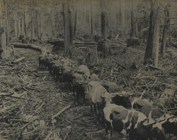 RUSTIC ANTIQUE PHOTO LOGGING. VANCOUVER,B.C. SILVER PRINT.
