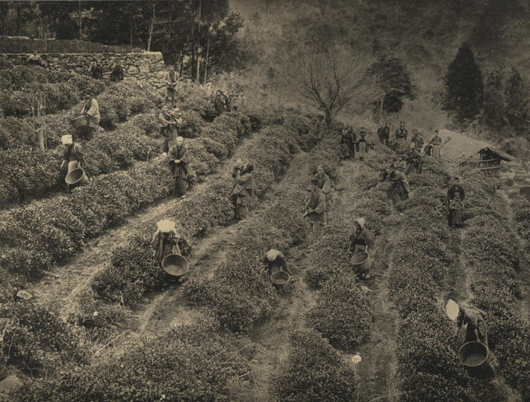 AGRICULTURAL, PICKING TEA, JAPAN. TONED SILVER PRINT.