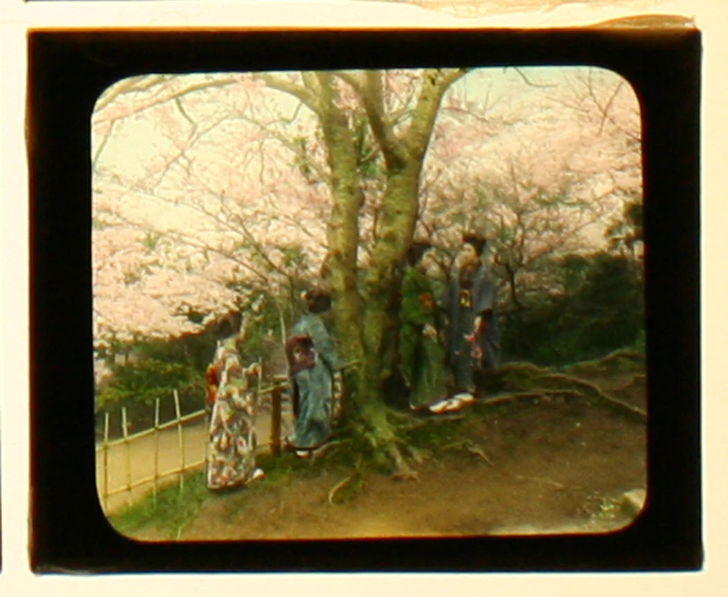 JAPANESE WOMEN, TRADITIONAL DRESS, CHERRY BLOSSOMS.HAND COLOR PHOTO ON GLASS.