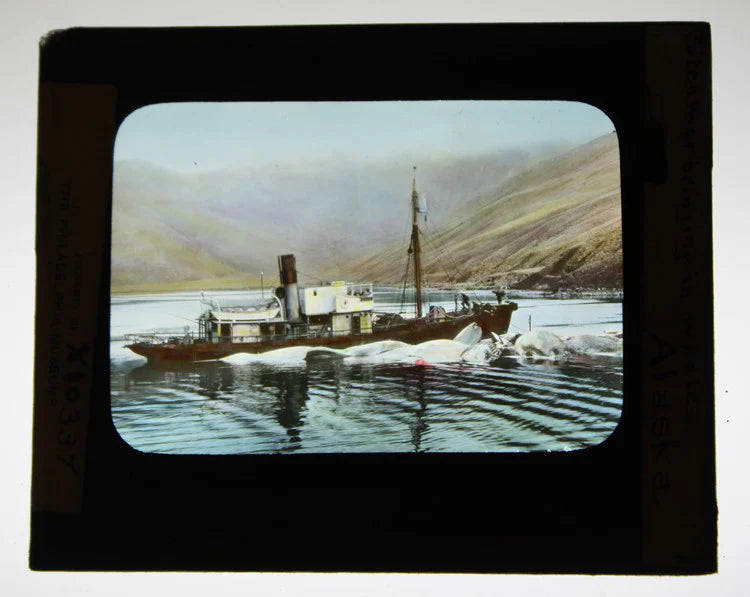 HAND COLORED GLASS SLIDE OF STEAMER HAULING IN WHALES - ALASKA
