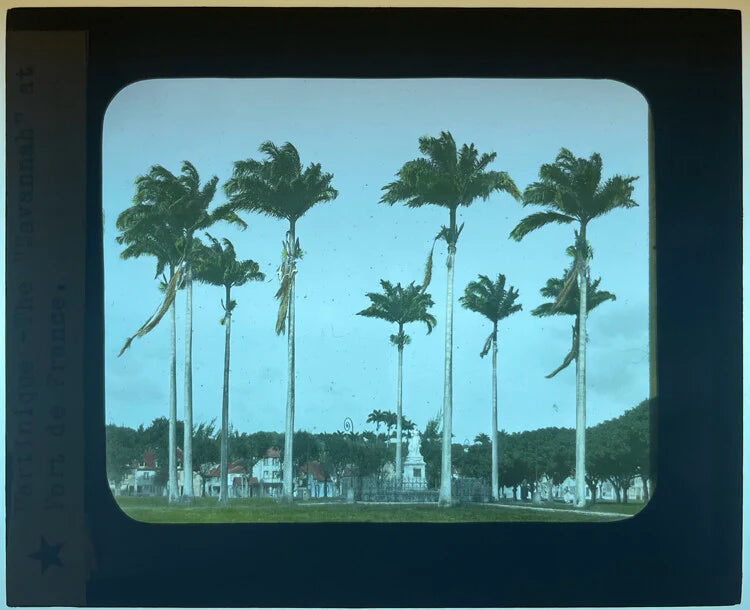 COLOR PHOTO ON GLASS OF PALMS AT FORT DE FRANCE - MARTINIQUE ISLAND