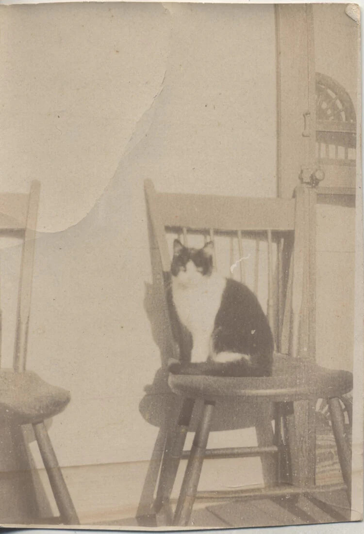VINTAGE PHOTO OF CAT POSING ON CHAIR