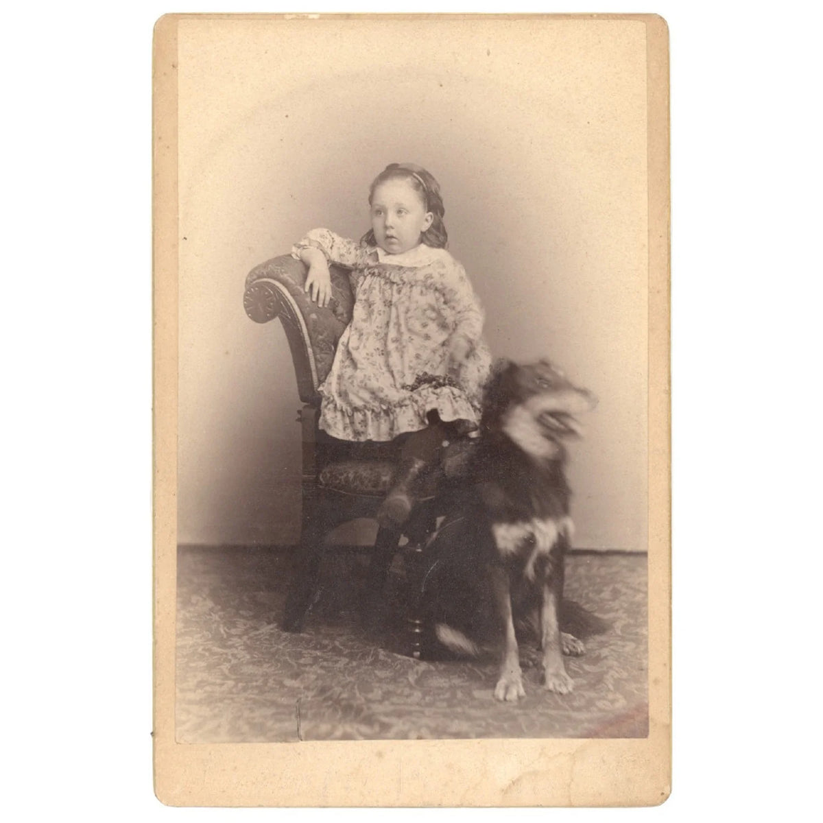 RARE CABINET CARD - LITTLE GIRL W PET COLLIE OR SHEPHERD DOG