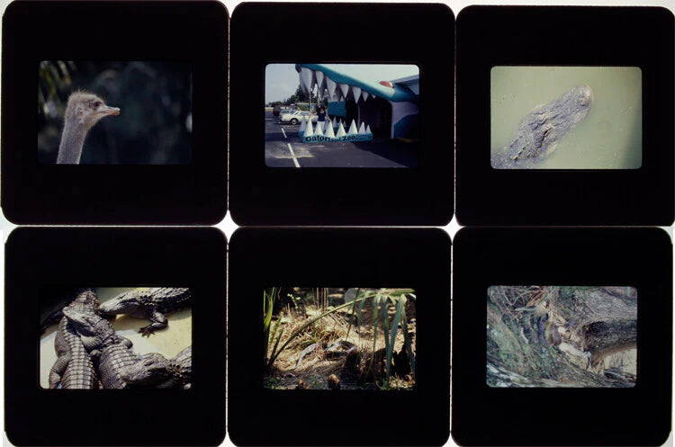 35MM SLIDES ANIMALS SNAKES GATORS SET OF 25