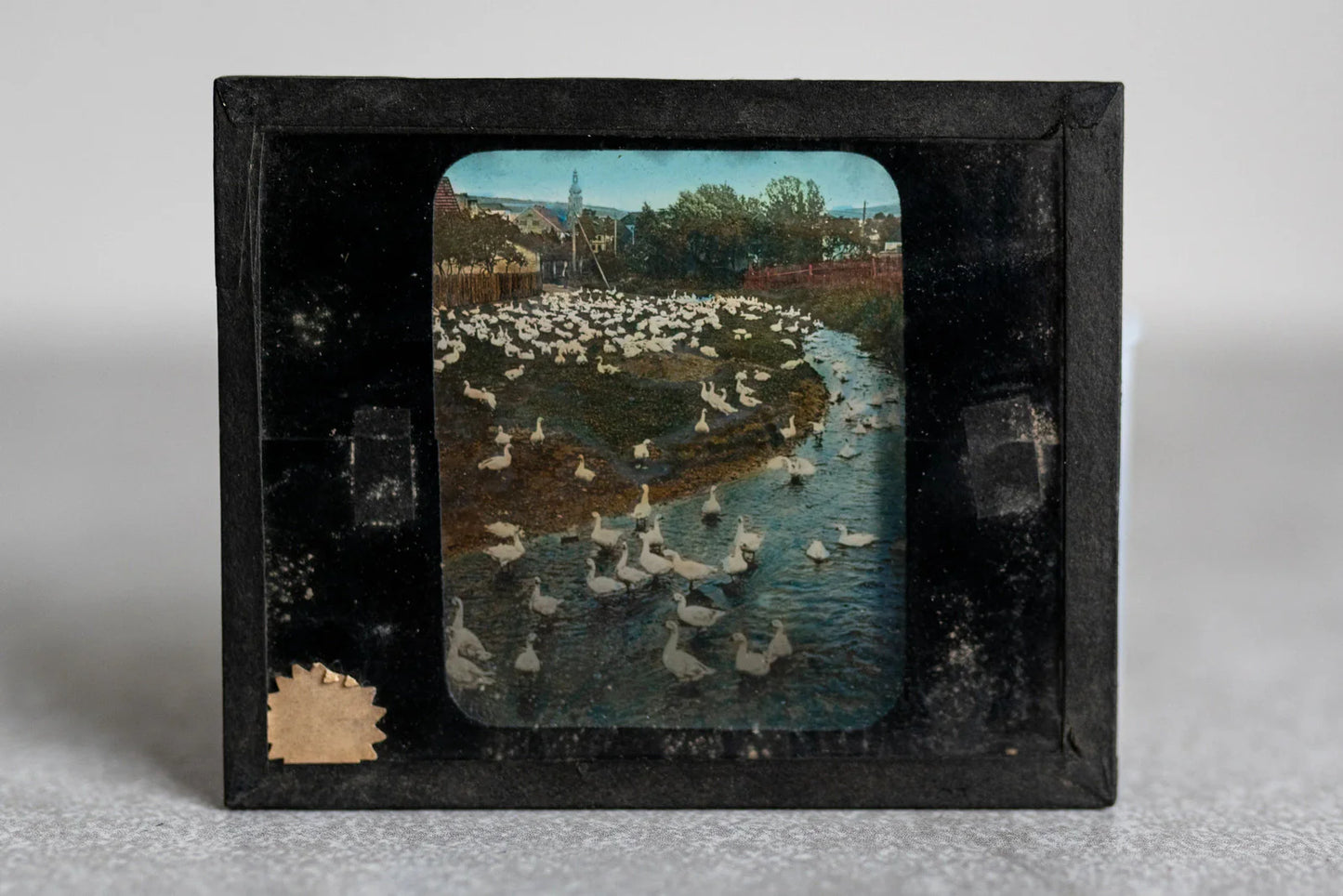 Geese on Farm in Czechoslovakia Color Glass Slide