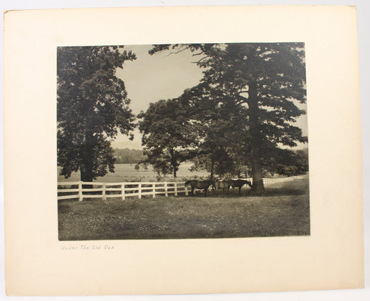 Vintage Photograph Horses Grazing Under Old Oak Tree by White Fence