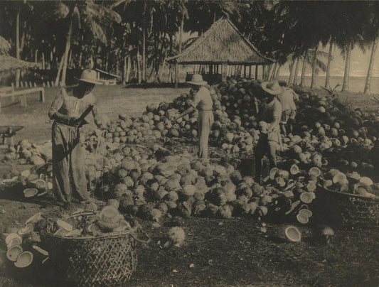 AGRICULTURAL OPENING COCONUTS. PHILIPPINES. TONED SILVER PRINT.