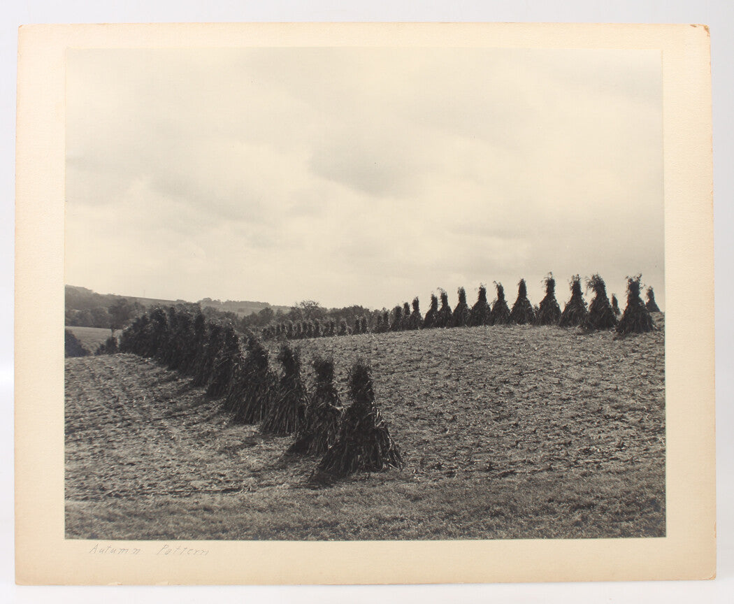 Autumn Pattern Corn Stocks Stacked in a Row 14x17 Silver Print Photo Board