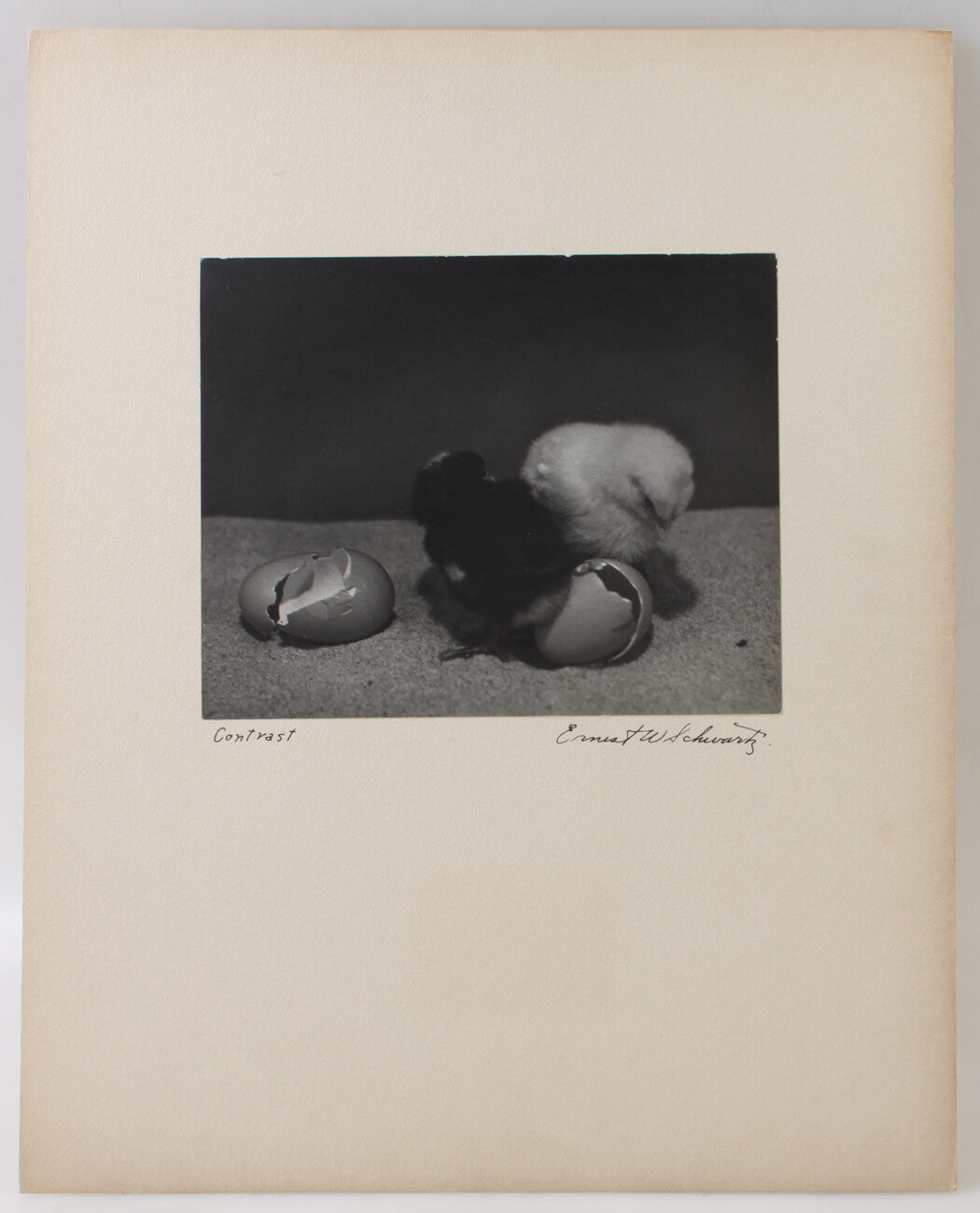 BABY CHICKS WITH THEIR BROKEN SHELLS. 8 X 10 INCH SILVER PRINT.