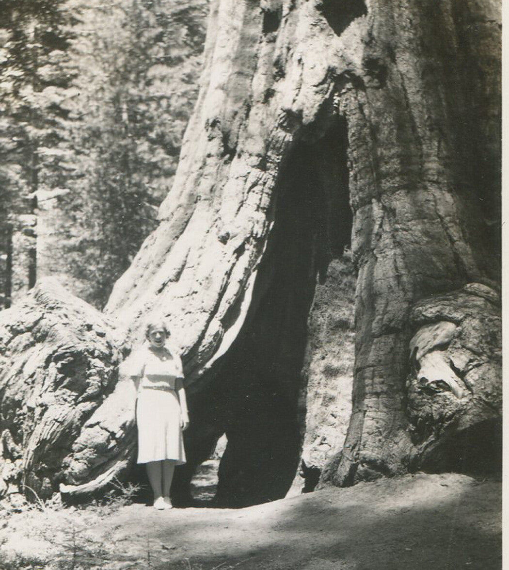 YOSEMITE, WOMAN POSED NEXT TO REDWOOD TREE. VINTAGE B W PRINT. 1940-50.