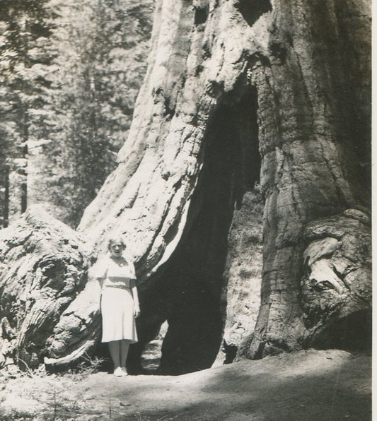 YOSEMITE, WOMAN POSED NEXT TO REDWOOD TREE. VINTAGE B W PRINT. 1940-50.