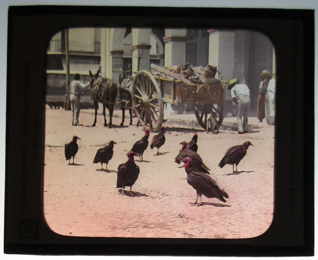 VERA CRUZ, MEXICO. BUZZARDS DOING THEIR THING. PHOTO ON GLASS, HAND COLORED.