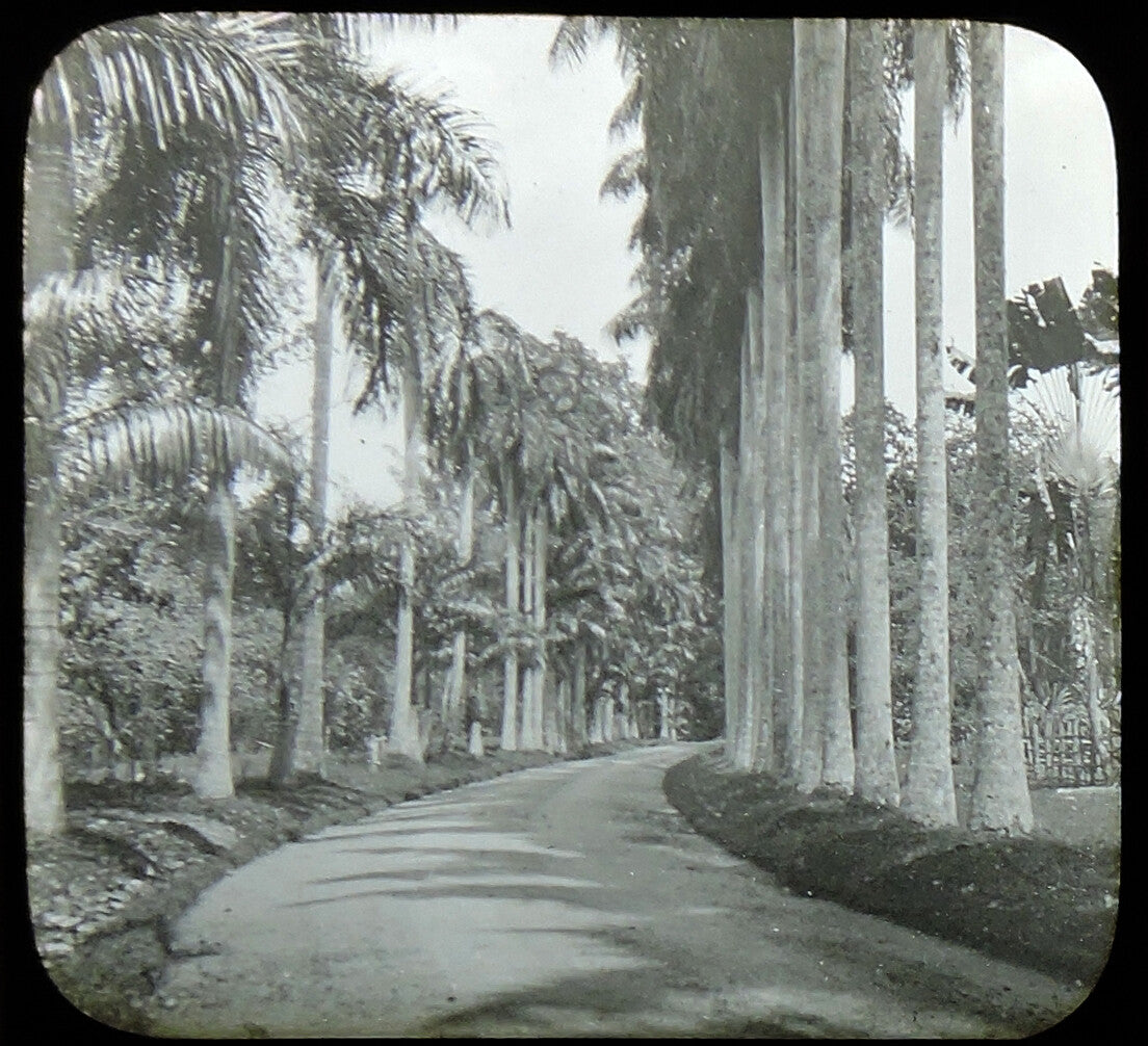 CEYLON, ROYAL BOTANICAL GARDENS, ROYAL PALMS, PERADENIYA, ANTIQUE PHOTO ON GLASS