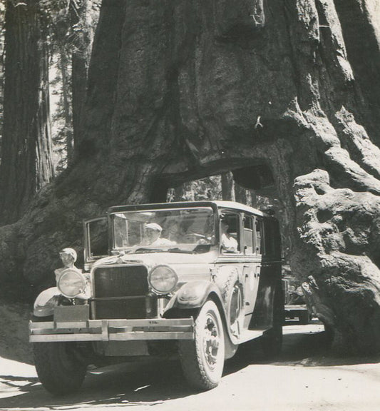 YOSEMITE CAR DRIVING THROUGH REDWOOD TREE. VINTAGE B W PRINT. 1940.