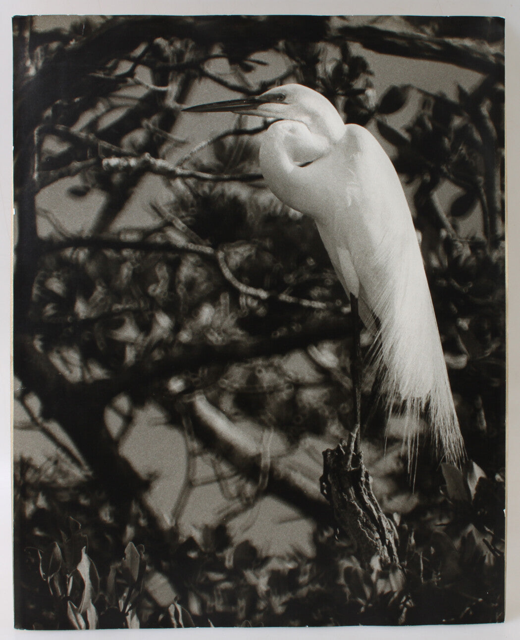 BEAUTIFUL PERCHED EGRET. 20 X 16 INCH SILVER PRINT.