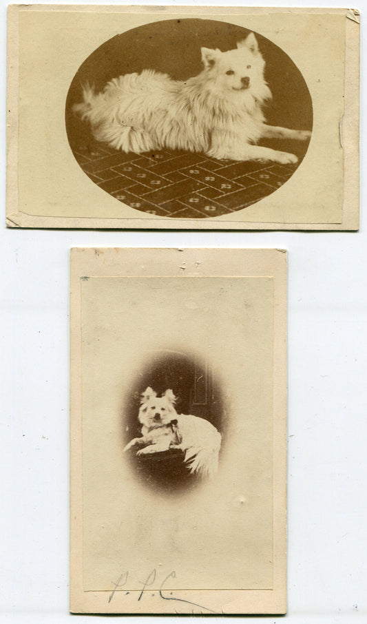 FURRY WHITE DOG POSED ON ORNATE CHAIR. CDV, TWO SET. SURREY, ENGLAND.