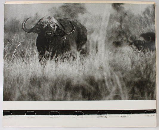 WATER BUFFALO LOOKING AT YOU. 16 X 20 INCH SILVER PRINT.
