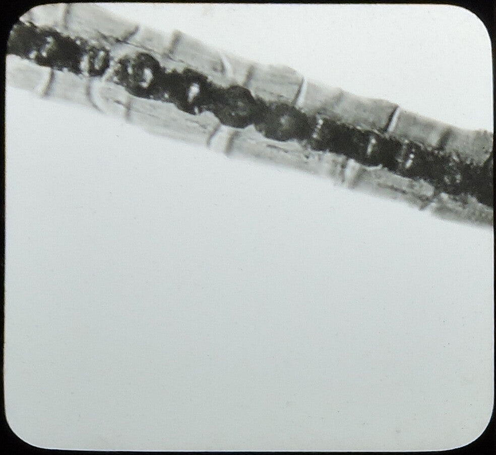 MICROSCOPIC CLOSEUP BADGER HAIR, ANTIQUE PHOTO ON GLASS