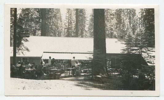 YOSEMITE BIG TREE INN, 1940-40. VINTAGE B W PRINT.