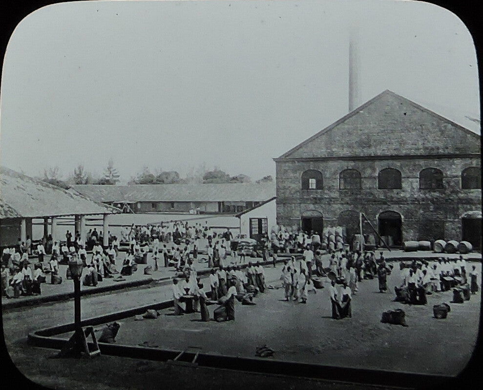 CEYLON, WORKERS AT VOLKARTS COFFEE MILL, ANTIQUE PHOTO ON GLASS