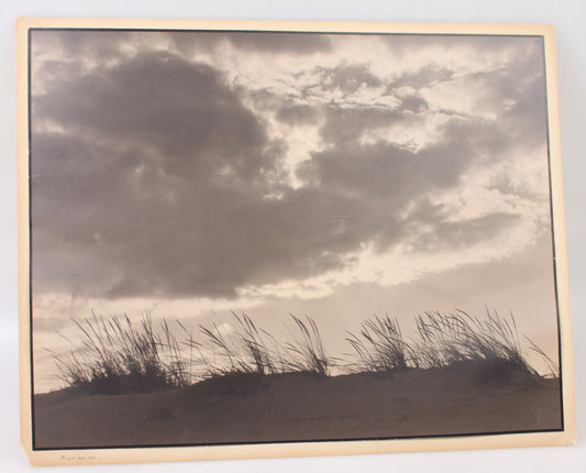 Beach Grass Against a Heavy Sky 15x19 Silver Print Mounted on 16x20 Board