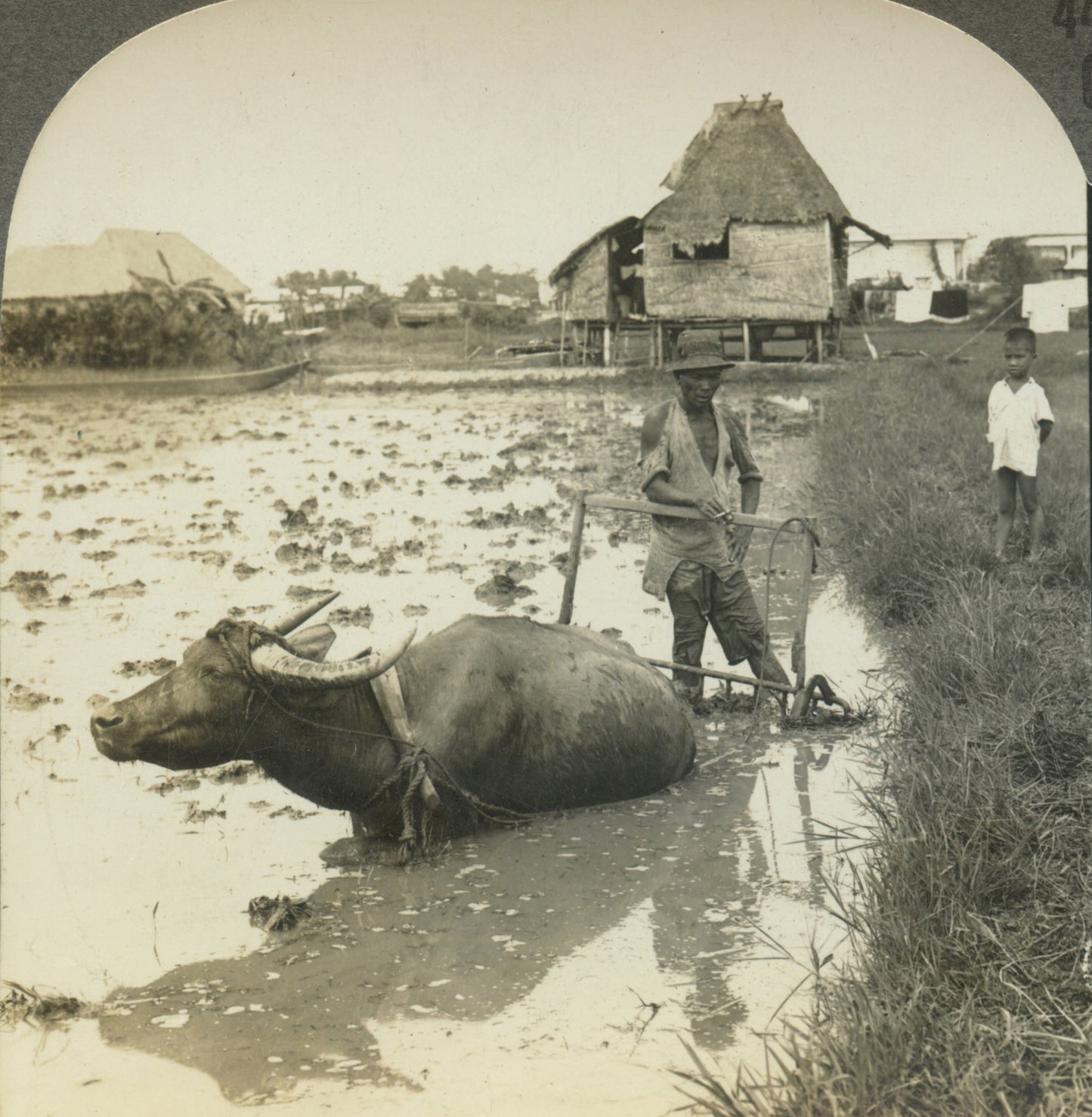 WILDLIFE/ANIMALS, FARMING, WATER BUFFALO, VINT PHOTO