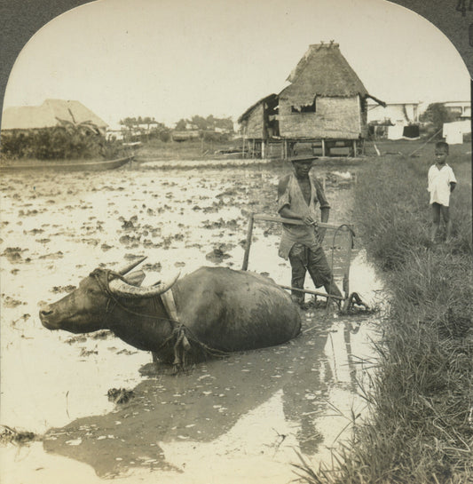 WILDLIFE/ANIMALS, FARMING, WATER BUFFALO, VINT PHOTO