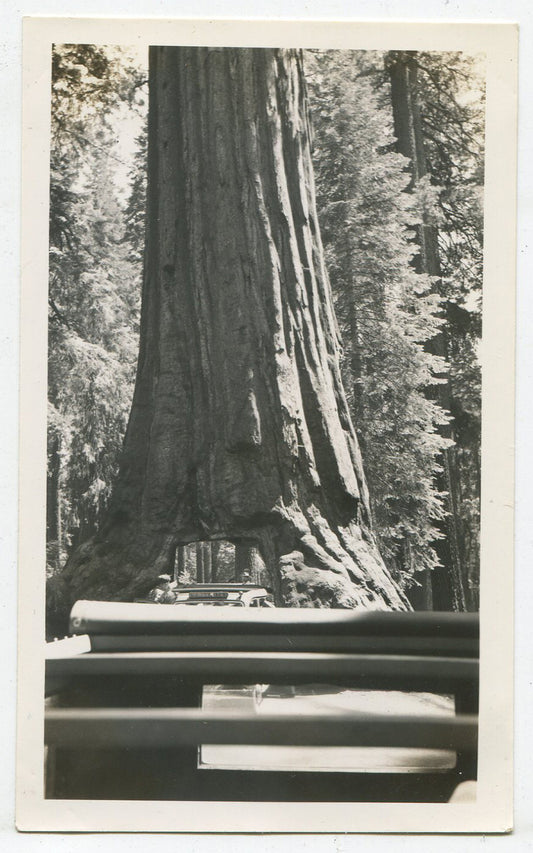 YOSEMITE CAR DRIVING THROUGH REDWOOD TREE. VINTAGE B W PRINT. 1940-50.