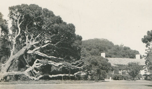 YOSEMITE HUGE FALLEN TREE. VINTAGE B W PRINT. 1940-50.