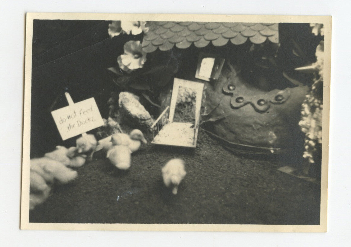 1941 SNAP SHOT PHOTO BABY CHICKS W/ NOTE SAYING DONT FEED THE DUCKS