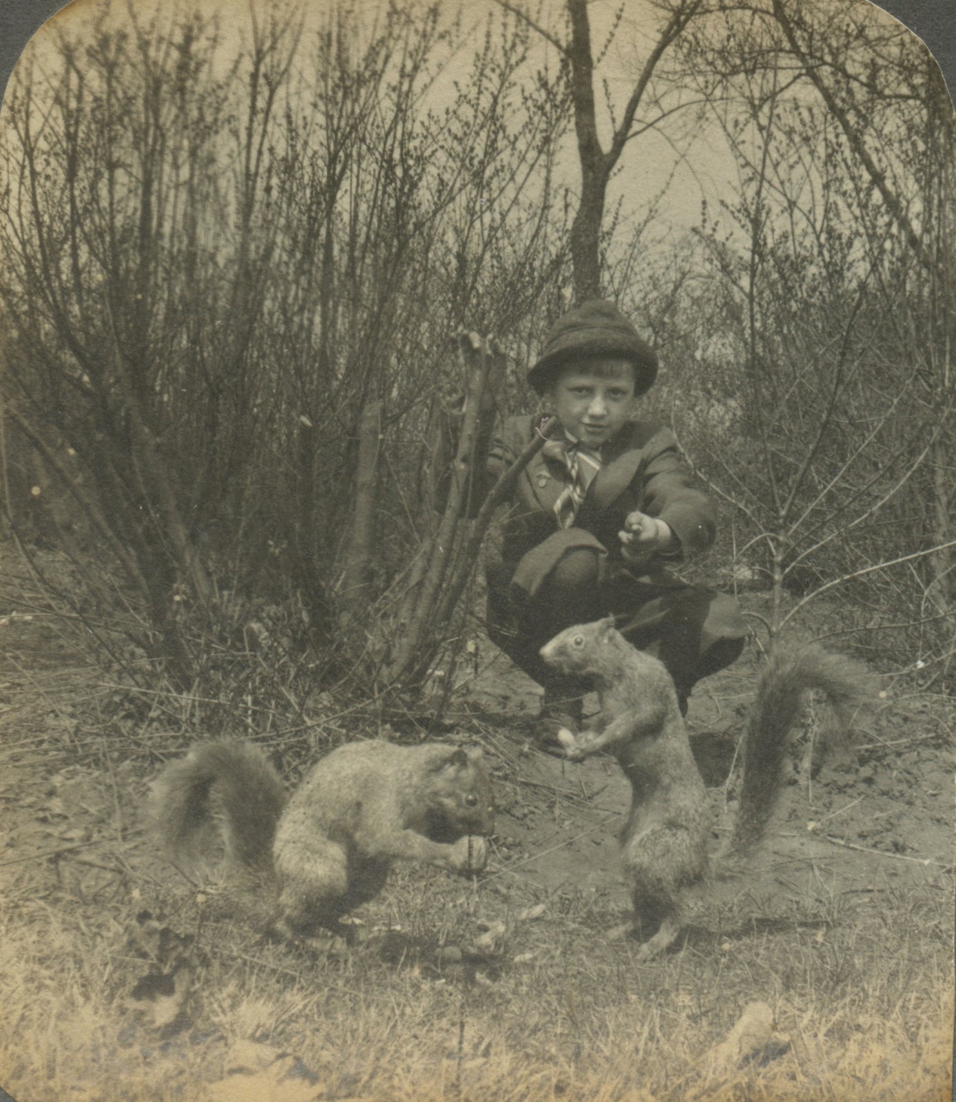 WILDLIFE/NATURE, SQUIRRELS IN NATURAL HABITAT, VINT PHOTO