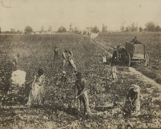 AGRICULTURAL PICKING COTTON. ARKANSAS. TONED SILVER PRINT.