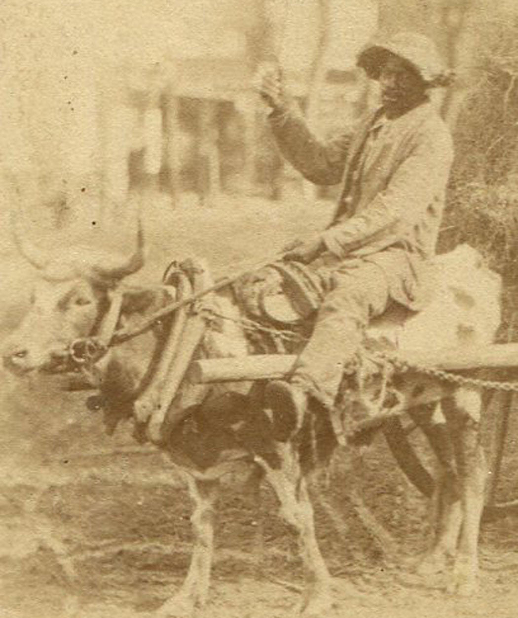AFRICAN AMERICAN MAN TAKING CROP TO MARKET ON OXEN PULLING CART. STEREOVIEW.