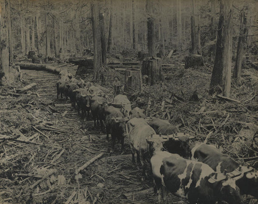 RUSTIC ANTIQUE PHOTO LOGGING. VANCOUVER,B.C. SILVER PRINT.
