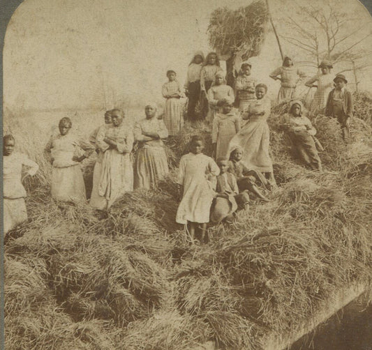 AFRICAN AMERICAN WOMEN, CHILDREN DOING FIELD LABOR. STEREOVIEW.