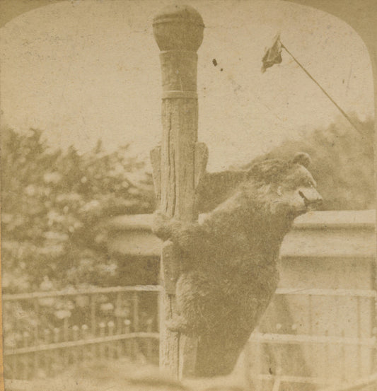 WILDLIFE/ANIMALS, BEAR, VINT PHOTO