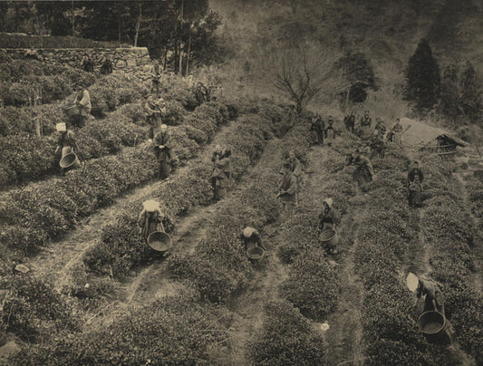 AGRICULTURAL, PICKING TEA, JAPAN. TONED SILVER PRINT.