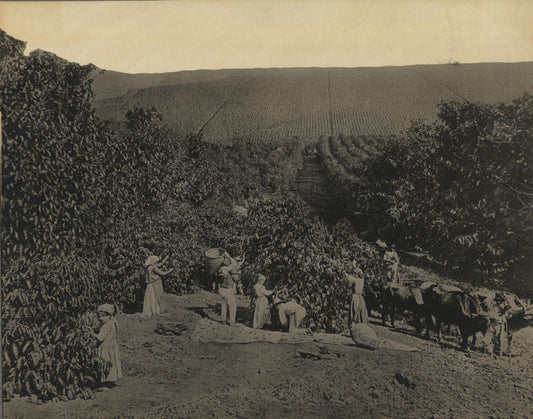 AGRICULTURE PICKING COFFEE, BRAZIL.  TONED SILVER PRINT.