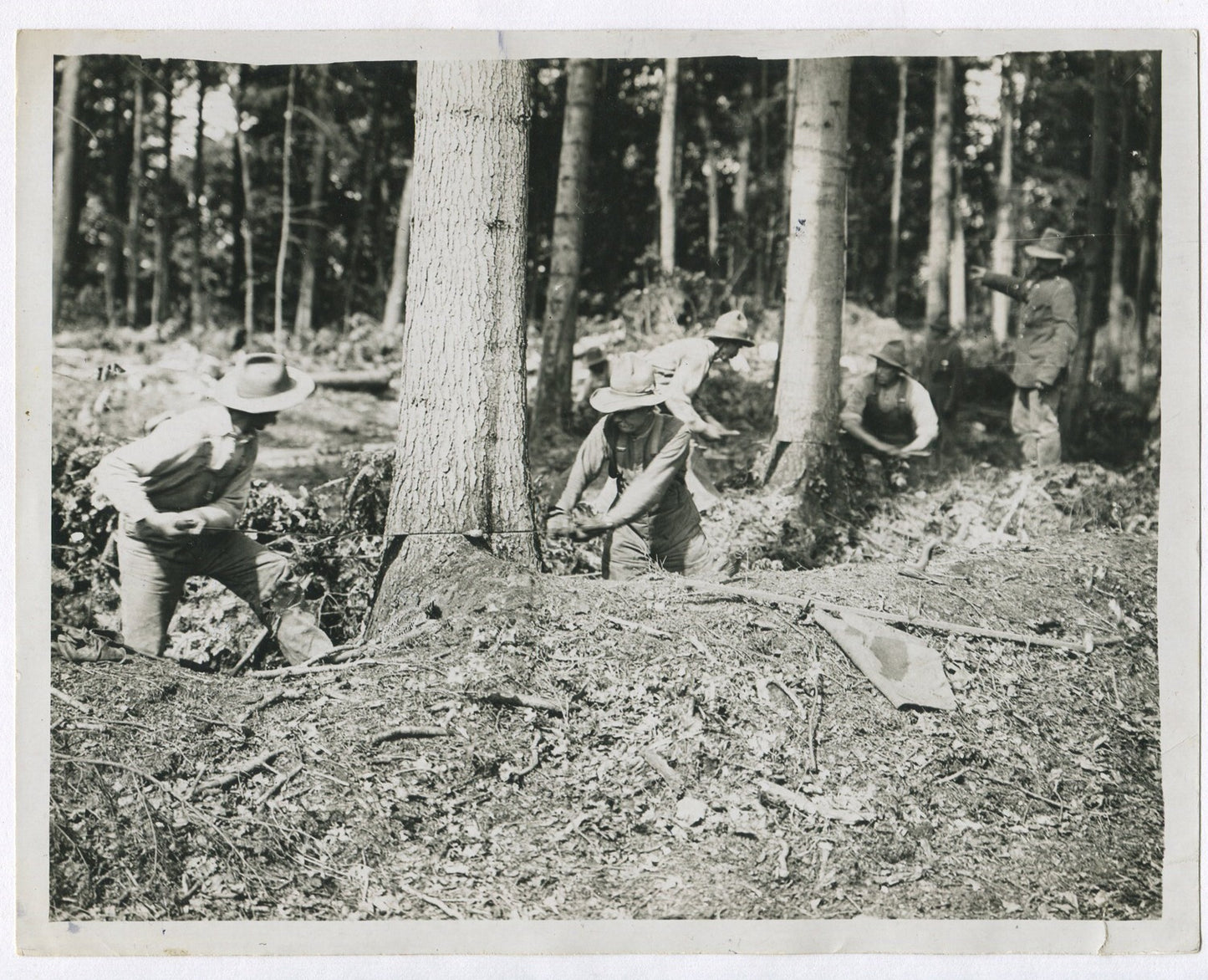 CANADIAN FORESTRY UNIT AT WORK. WWI.  (8x10 REPRINT)