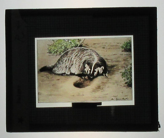 BADGER. ARTWORK, HAND TINTED PHOTO ON GLASS.