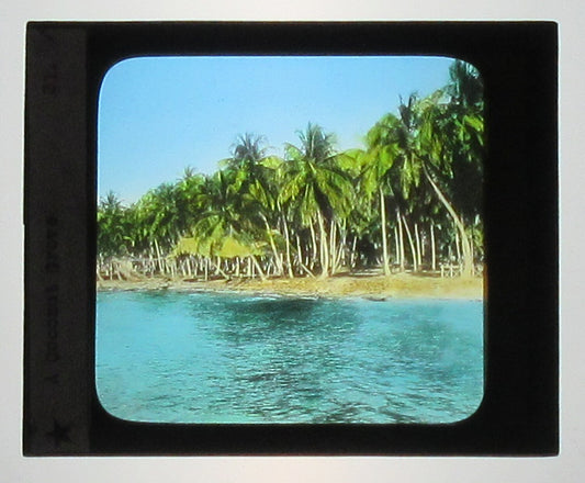 A COCONUT GROVE. HAND COLORED PHOTO ON GLASS. TINTED LANTERN SLIDE.